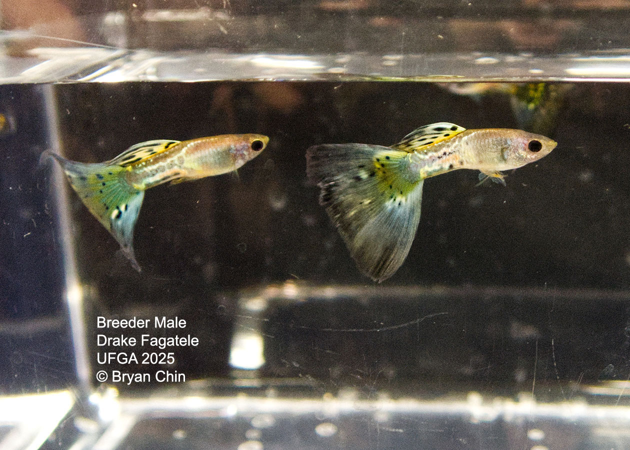 Guppy Breeder Class